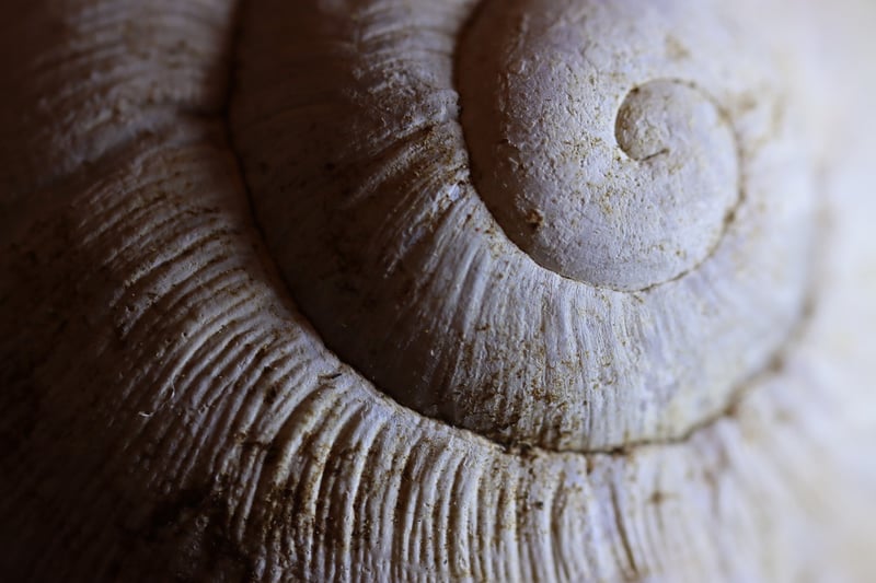 Herb Spiral Design