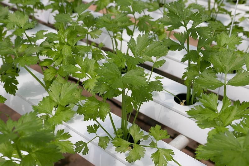 Hydroponics Setup
