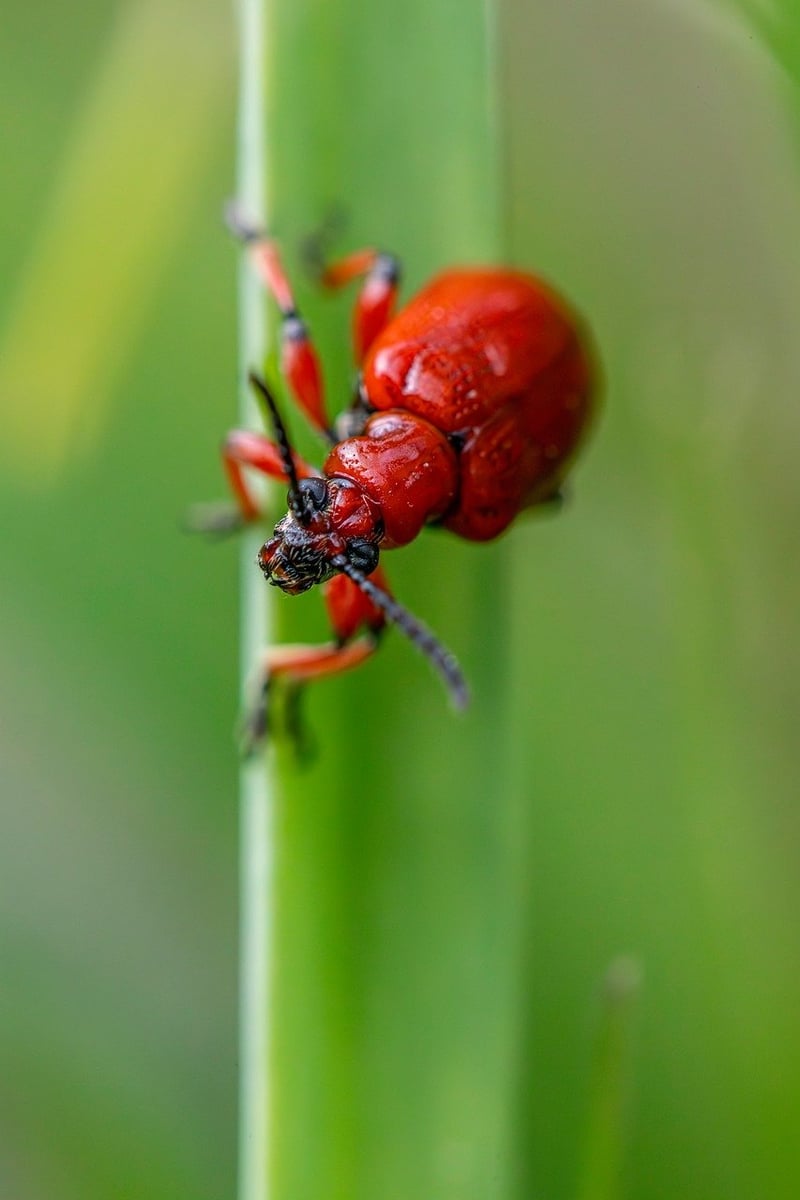 Integrated Pest Management
