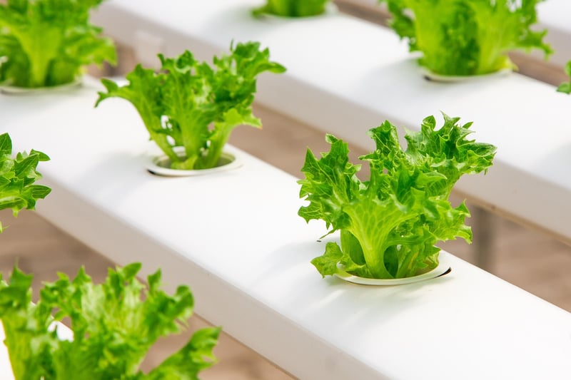 Hydroponics Setup