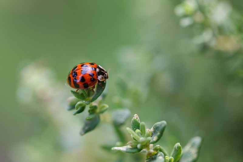 Ladybug on a leaf